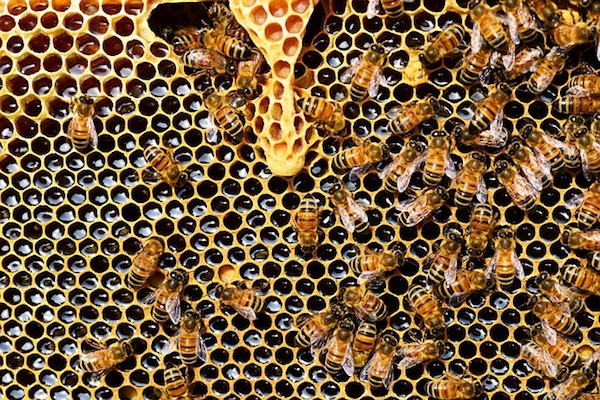 Bienen mögen Waldbaden
